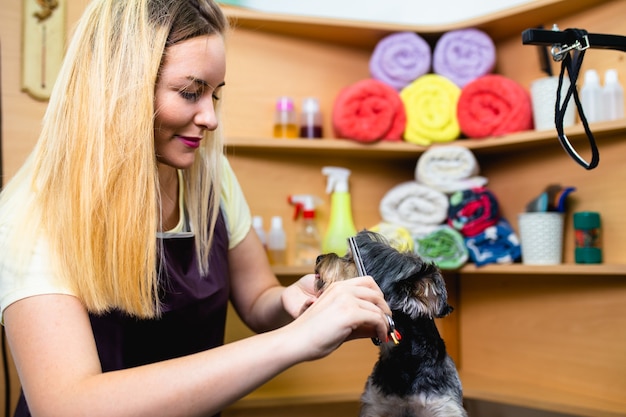 Jak otworzyć salon groomerski i odnieść sukces w branży?