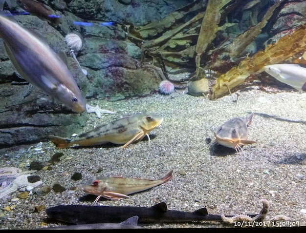 Fascynujący świat ryb słodkowodnych - jak wyglądają te podwodne stworzenia?