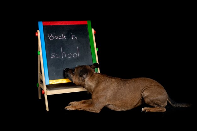 W jakim wieku najlepiej rozpocząć szkolenie psa?