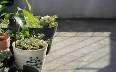 Jakie rośliny sprawdzą się na zacienionym tarasie?