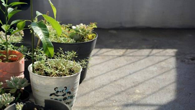 Jakie rośliny sprawdzą się na zacienionym tarasie?